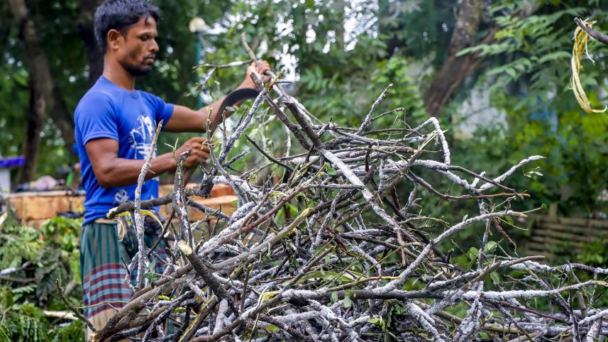 Tree resin trade_6988.jpg