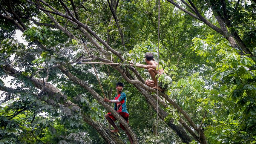 Tree resin trade_a062.jpg