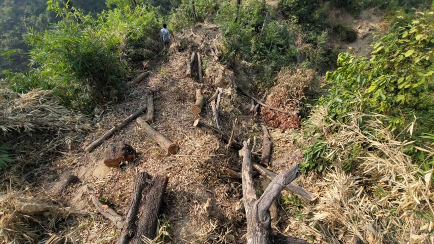 Thousands of trees allegedly felled from a Moheshkhali forest _b825.jpg