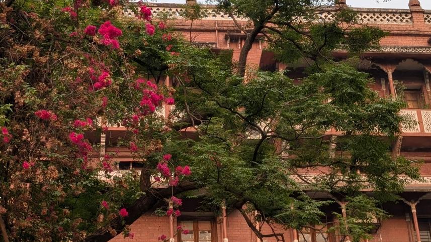 My dhaka -- bouganviliea_e116.jpg