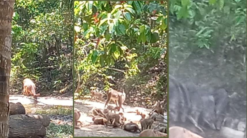 Telmachharas thirst UPDATED.jpg