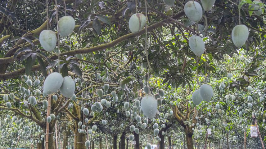 Story for Weekend ReadWR- Mostafa Shabuj-25.08.25_88c0.jpg