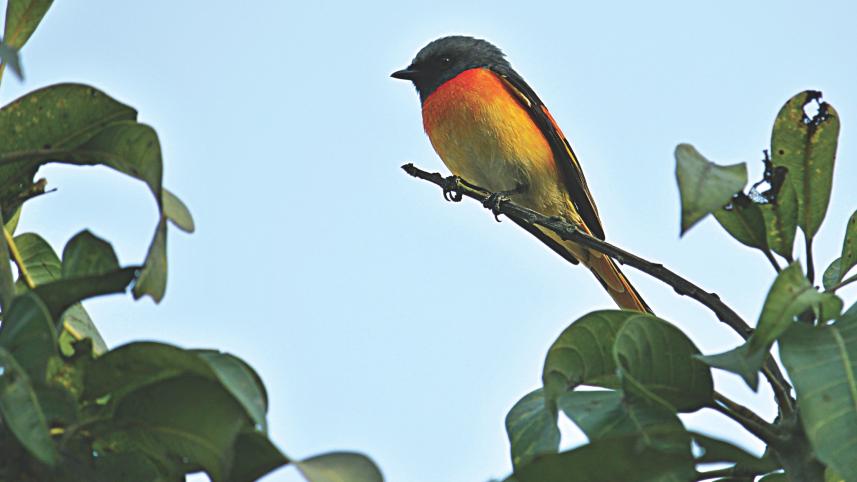 small minivet spotted