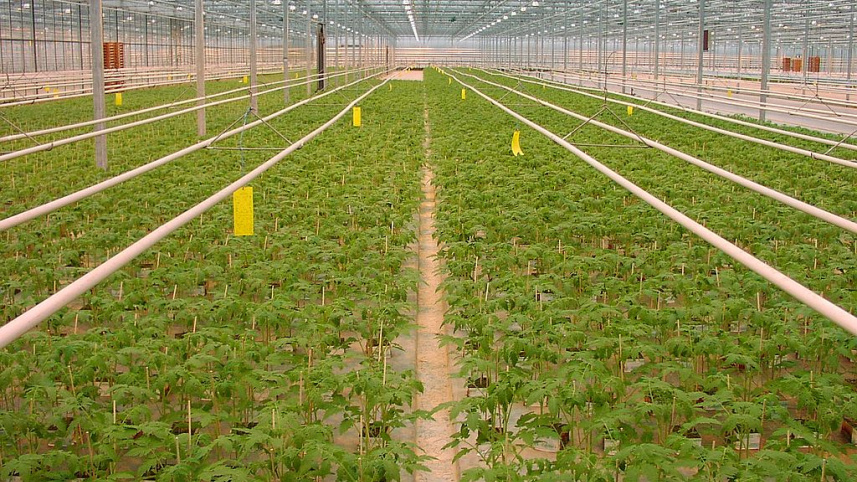1024px-tomatejungpflanzenanzuchtniederlande.jpg