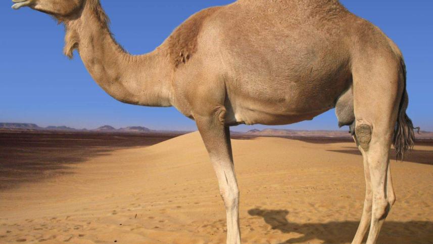 Camel