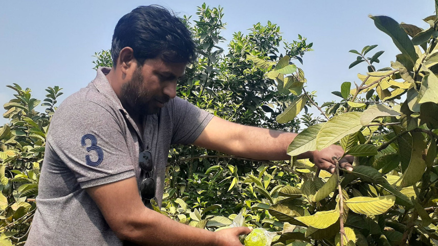 fruit-farming-faridpur-2.jpg