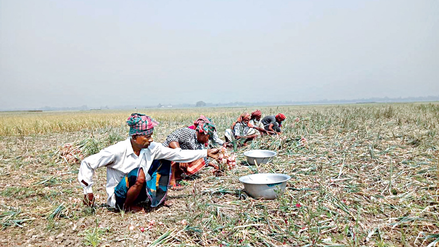 farmers-in-pabna-2.jpg