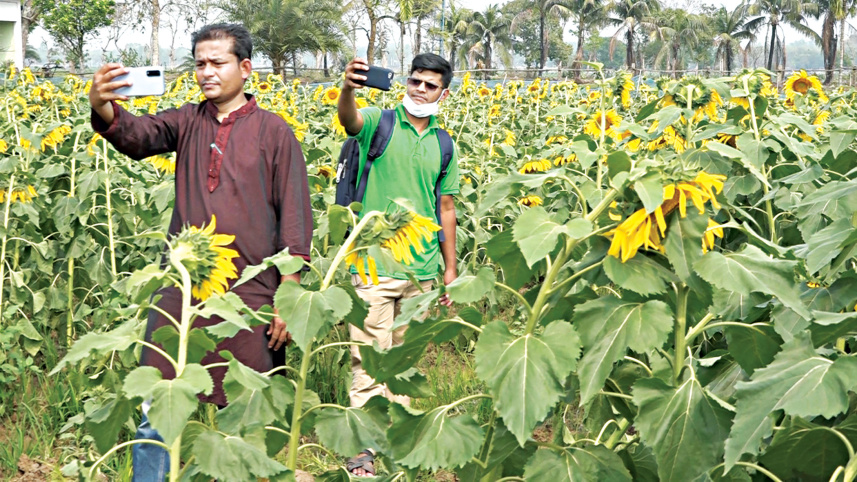 sunflower-cultivation-2.jpg