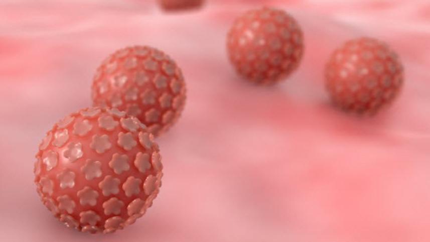 8d-human-papilloma-virus_000087585113_Small.jpg