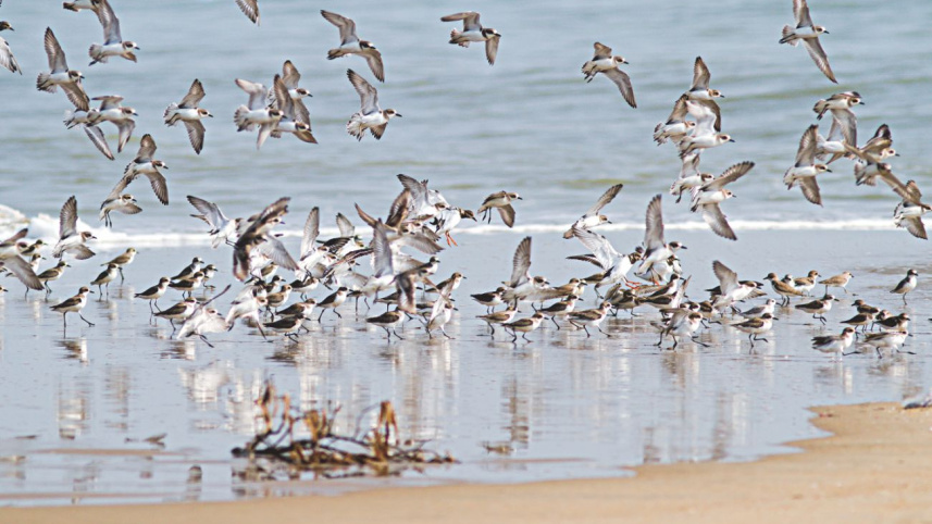 a_conservation_effort_spanning_borders