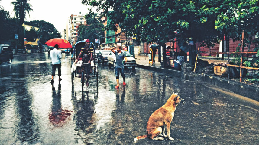 A dog sees Dhaka