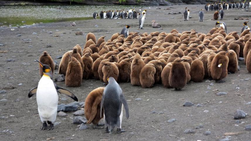 Antarctica-penguins-afp (2).jpg