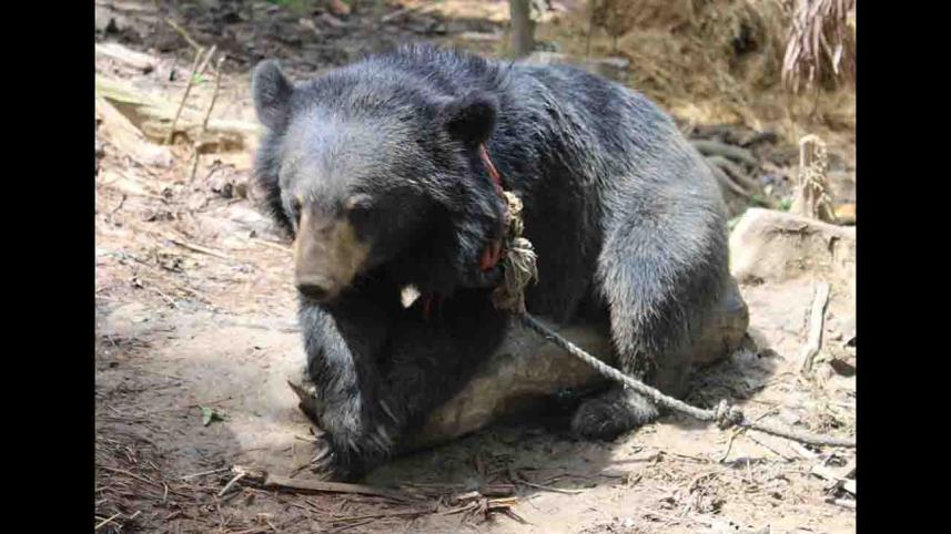 bear-baghaichhari (1).jpg