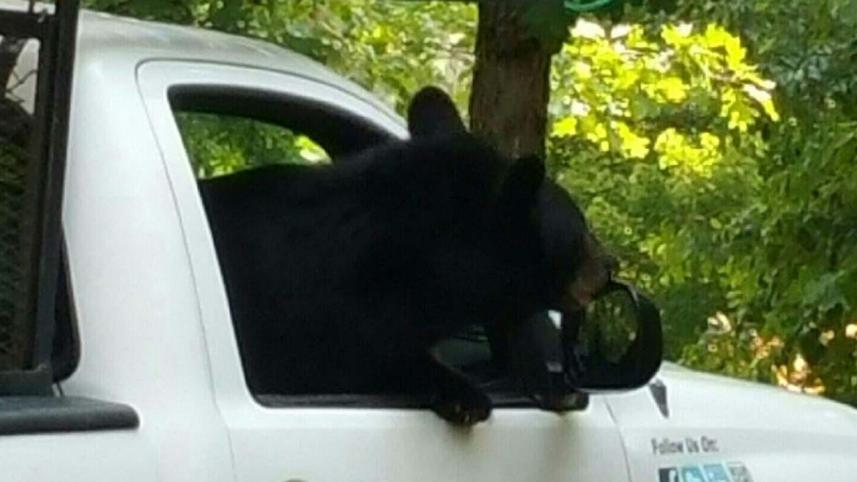 bear-in-truck-3.jpg