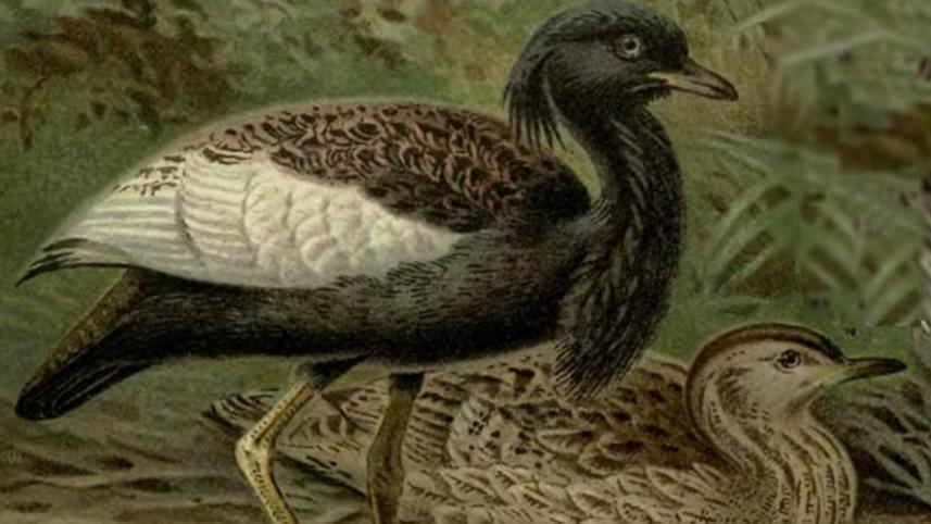 BengalFlorican_painting.jpg