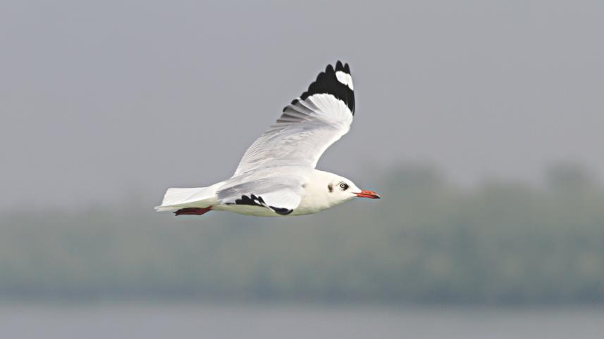 Bird1.jpg
