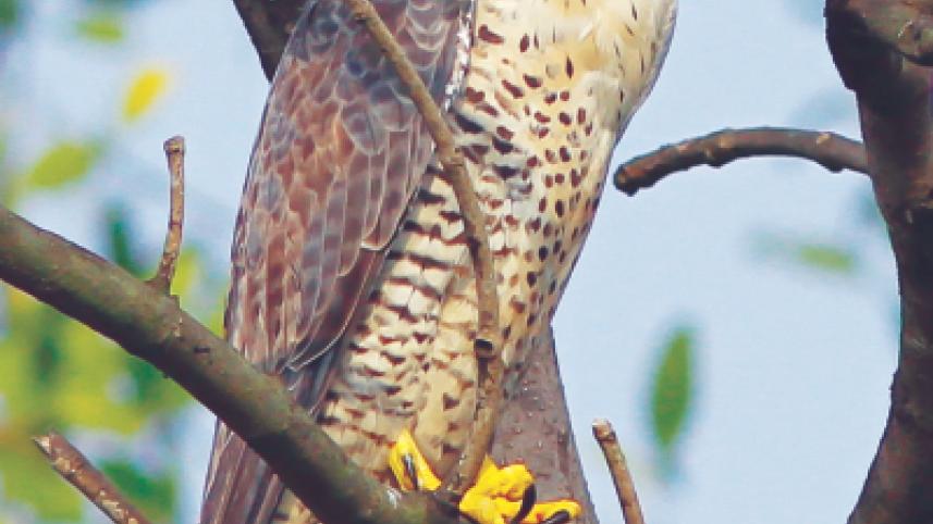 Bird2.jpg