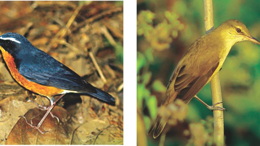Bird3.jpg