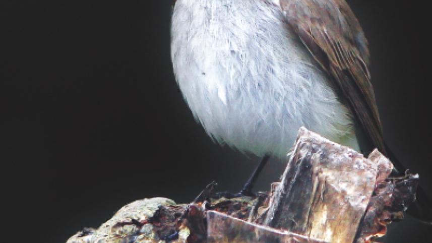 Bird4.jpg