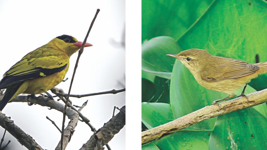 Bird5.jpg