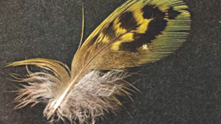 bird_1_1.jpg