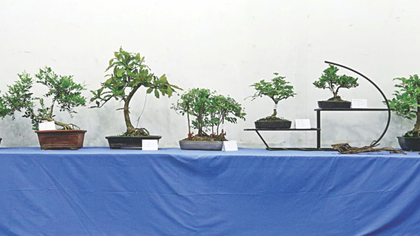 bonsai_8.jpg