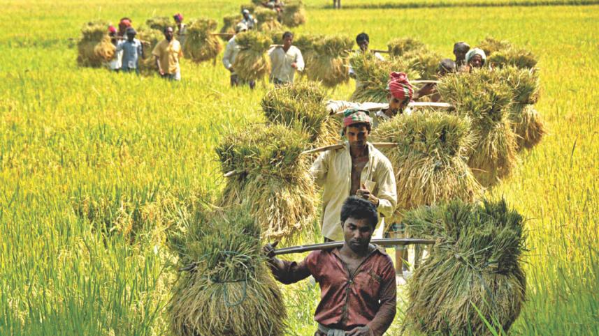 Boro harvesting season 2.jpg