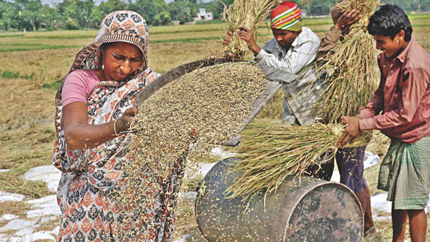 Boro harvesting season 5.jpg