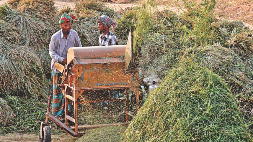 Boro harvesting season 6.jpg