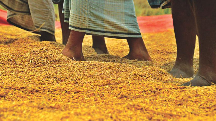 Boro harvesting season 7.jpg