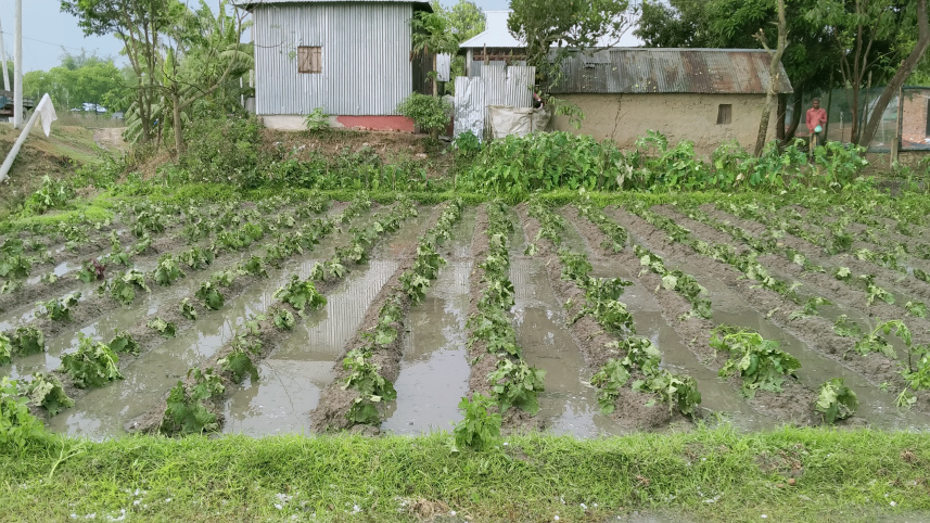 Hailstorm damages crops