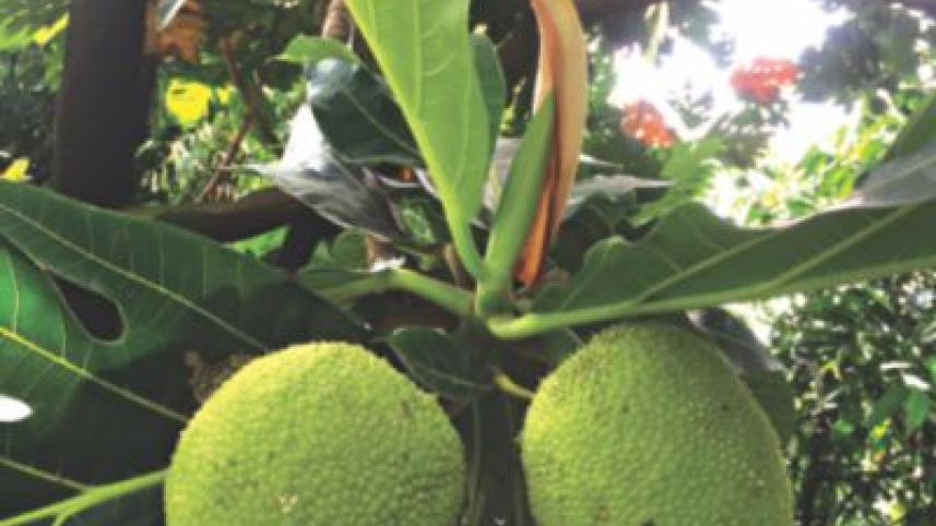 breadfruit_tree_fruit.jpg
