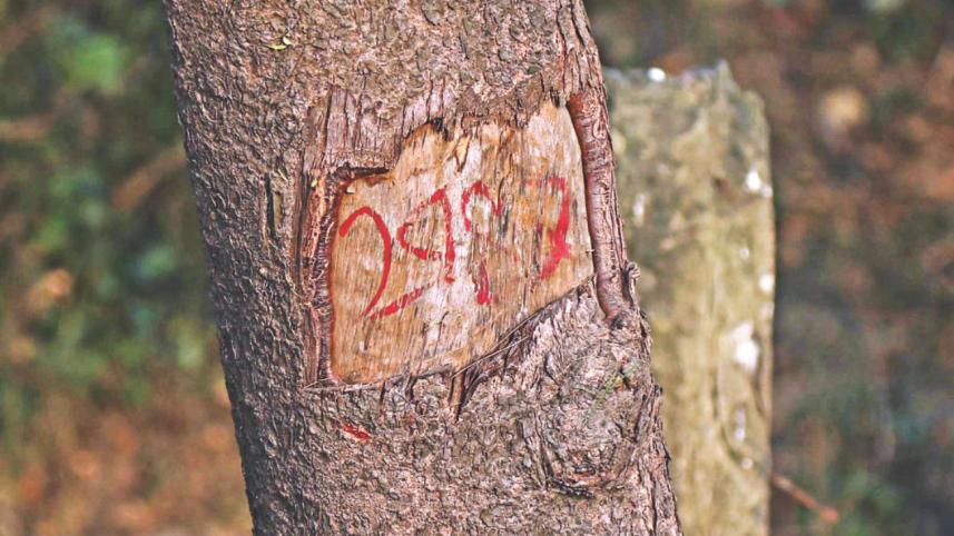 cda Deforestation 3.jpg