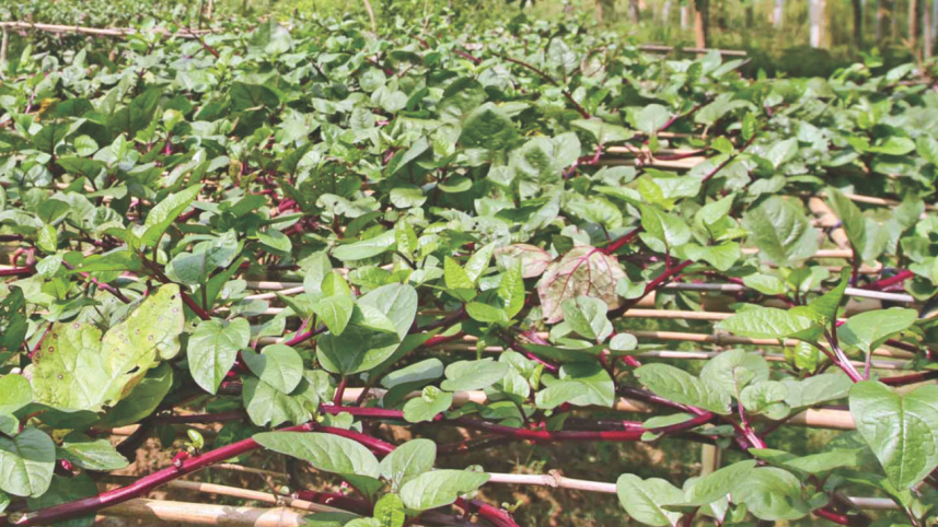 Chirirbandar upazila 1.jpg