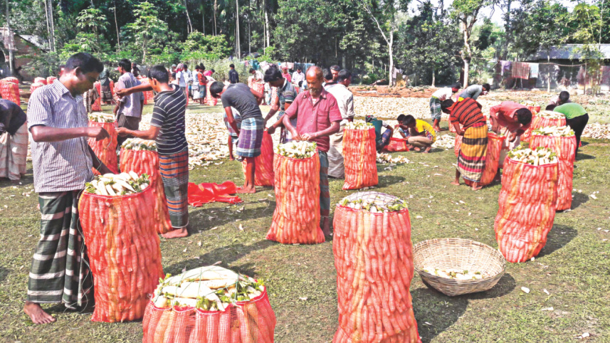 Chirirbandar upazila 2.jpg