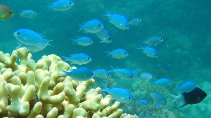 Coral fish,become,stressed,lose weight,separated,shoal,hamper,chance,survival,Australian study,reveal,Scientists,James Cook University,Queensland state,Damselfish