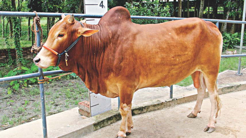 Red Chittagong Cattle