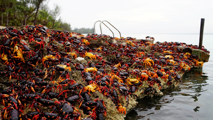 cuba-landcrabs