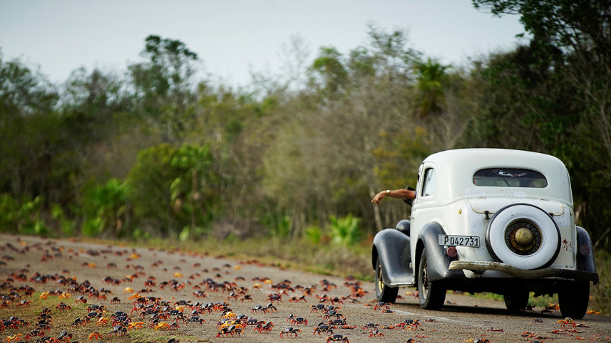 cuba-landcrabs