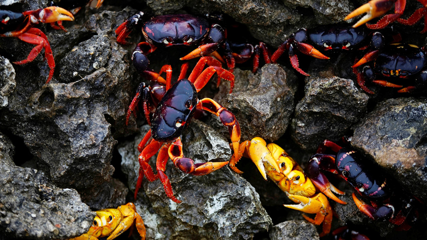 cuba-landcrabs