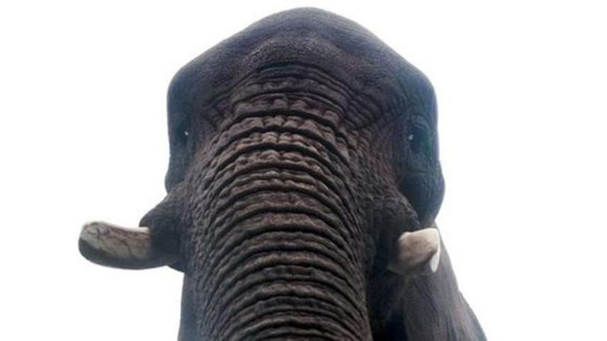 elephant selfie 3 new.jpg