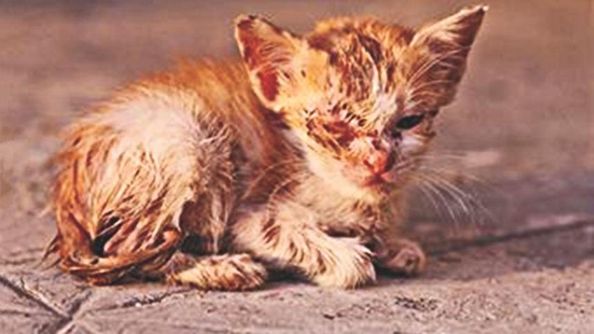 Empathy, Abuse & Animals