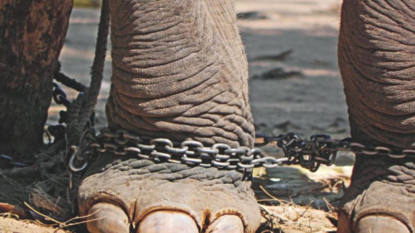 Empathy, Abuse & Animals