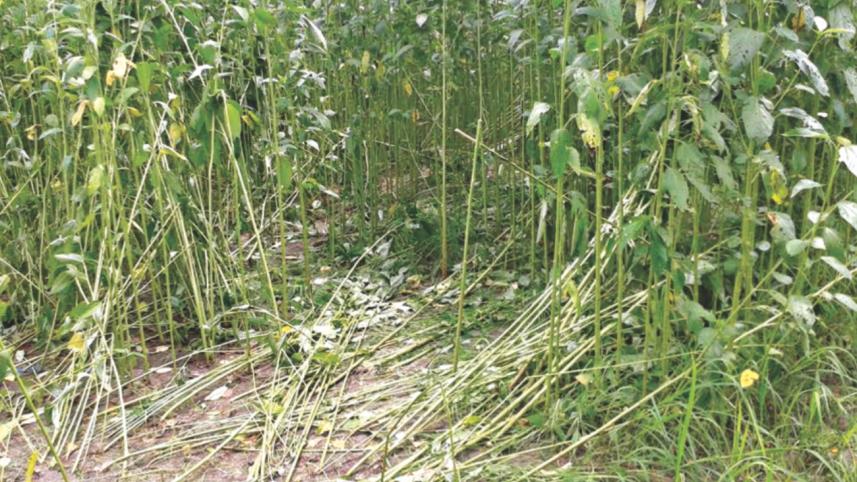 faizullah death 2.jpg