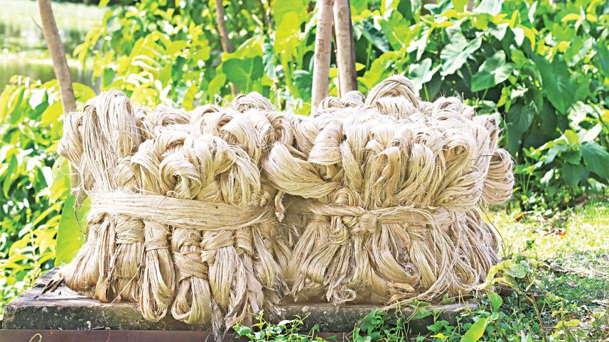 Jute Harvesting