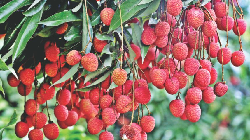 Fest of Fruits 8.jpg