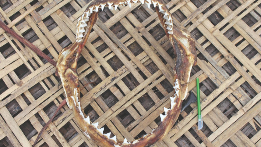 fighting_to_save_the_giants_of_the_seas