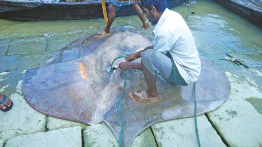 fighting_to_save_the_giants_of_the_seas