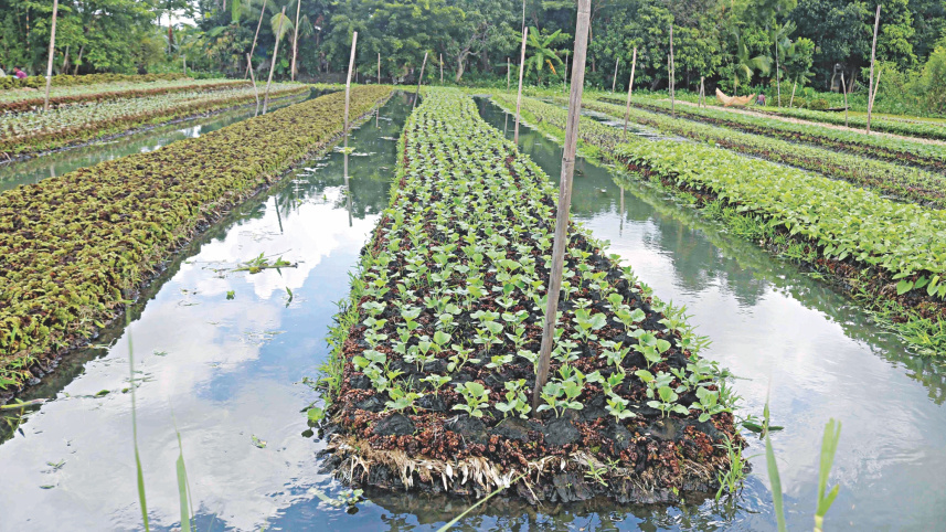 floating_agriculture_2.jpg