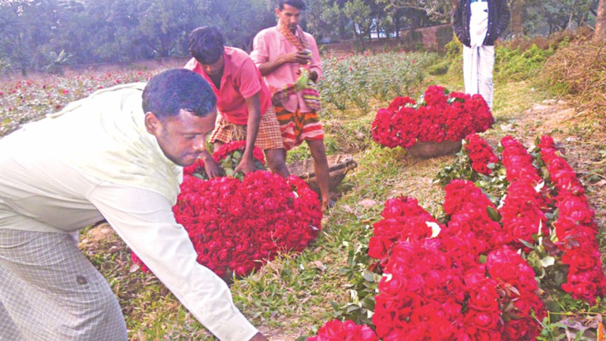 flower cultivators 2.jpg